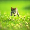 Leighton is a Kitten – Feb 22 FPP93 cute-kitten-is-leighton